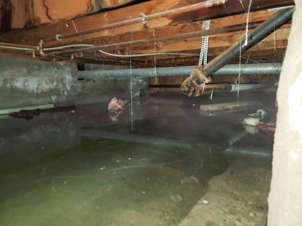 Best Sewage cleanup and water damage restoration  in Utica, IN